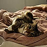 Donatella is registered to the contest to win money with this photo: cat, tabby, pet, animal, sleeping, lying_down, upside_down, bed, blanket, plush, cozy, bedroom, indoors, whiskers, paws, striped_fur, green_eyes, relaxed, portrait, cute