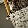 Donatella joined the competition — help win amazing prizes! cat, tabby, pet, animal, feline, indoor, chair, blanket, cozy, lounging, sitting, paws, whiskers, ears, eyes, striped_fur, gray_fur, white_chest, portrait, home