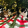 cats, cat, pets, animals, christmas_tree, christmas, festive, holiday, indoors, blanket, red, green, white, tabby_cat, black_and_white_cat, wide_eyes, sitting, portrait, decorations, cozy