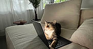 Donatella joined the competition — help win amazing prizes! cat, laptop, sofa, couch, pillow, indoor, home, living_room, window, curtains, houseplant, palm_plant, sunlight, cozy, tabby, pet, sitting, relaxed, computer, photography