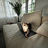 cat, laptop, sofa, couch, pillow, indoor, home, living_room, window, curtains, houseplant, palm_plant, sunlight, cozy, tabby, pet, sitting, relaxed, computer, photography