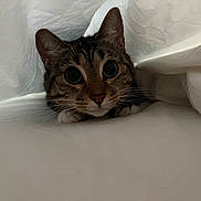 Donatella joined the competition — help win amazing prizes! cat, tabby, pet, animal, face, eyes, ears, whiskers, fur, brown, striped, portrait, close_up, indoor, bed, blanket, bedding, cozy, cuddly, looking_at_camera