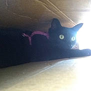 Raven is registered to the contest to win money with this photo: animal, blackcat, box, cardboard, carton, cat, drawer, furniture, head, kitten, manx, person, pet, plywood, wood