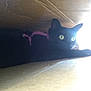 animal, blackcat, box, cardboard, carton, cat, drawer, furniture, head, kitten, manx, person, pet, plywood, wood