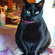 Raven is registered to the contest to win money with this photo: animal, black_cat, cat, close_up, collar, cozy, curious, domestic, domestic_animal, feline, fur, household_items, indoor, mammal, pet, portrait, room, sitting, table, yellow_eyes