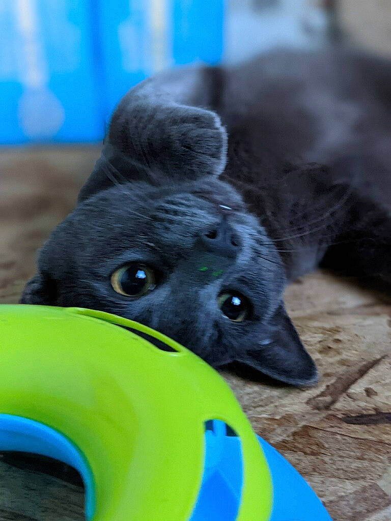 Gracie is registered to the contest to win money with this photo: ball, blue, canidae, carnivore, companion_dog, dog, dog_breed, dog_sports, dog_toy, electric_blue, fur, grass, mammal, non_sporting_group, snout, sporting_group, sports_toy, terrestrial_animal, whiskers, working_animal