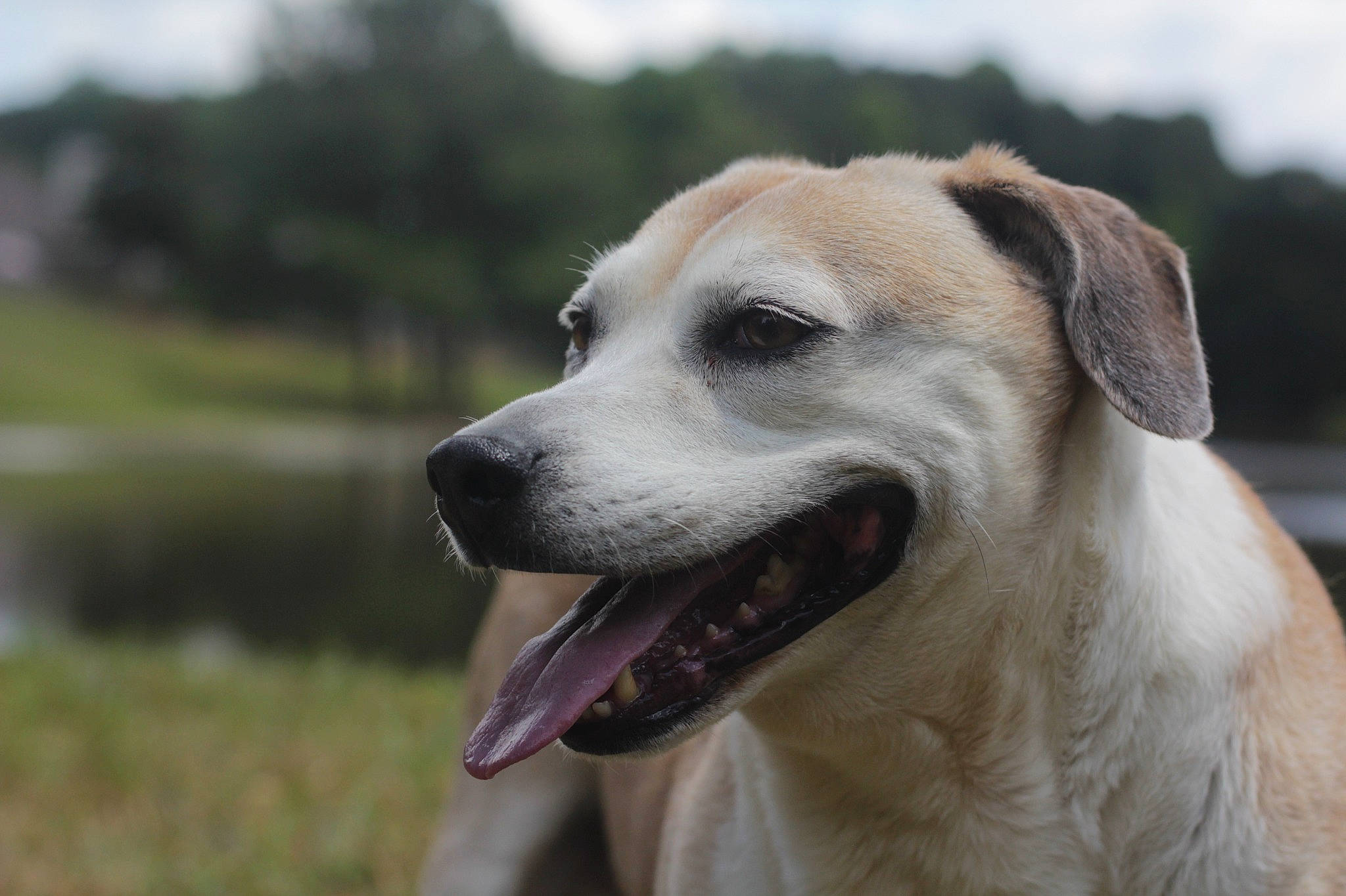 Molly joined the competition — help win amazing prizes! ancient_dog_breeds, canidae, carnivore, collar, companion_dog, dog, dog_breed, dog_collar, fawn, fur, grass, livestock_guardian_dog, plant, sky, snout, sporting_group, street_dog, terrestrial_animal, whiskers, working_dog