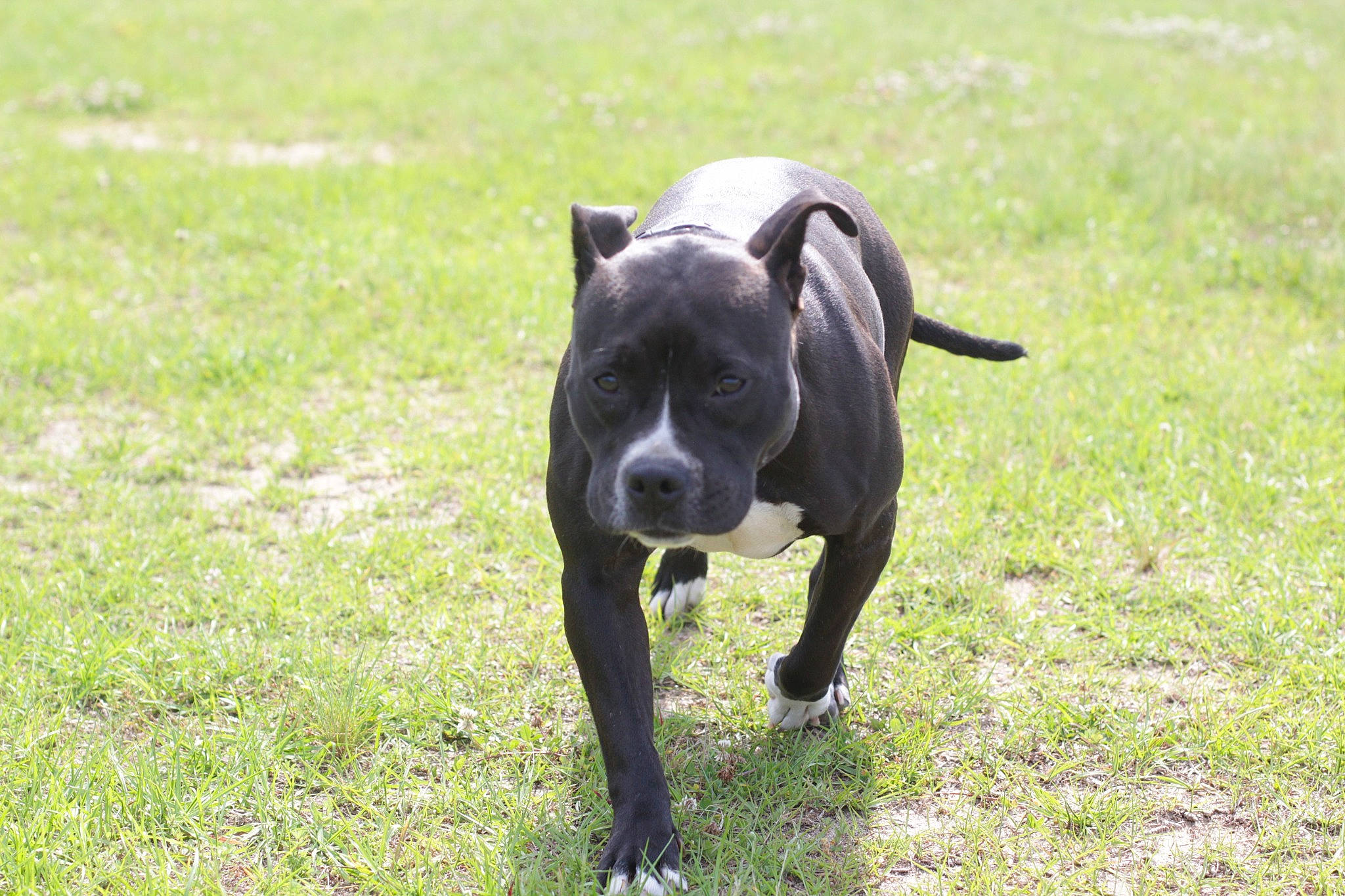 Luna is registered to the contest to win money with this photo: canidae, carnivore, companion_dog, dog, dog_breed, fawn, field, grass, grassland, groundcover, guard_dog, non_sporting_group, pasture, plant, snout, sporting_group, tail, terrestrial_animal, working_animal, working_dog