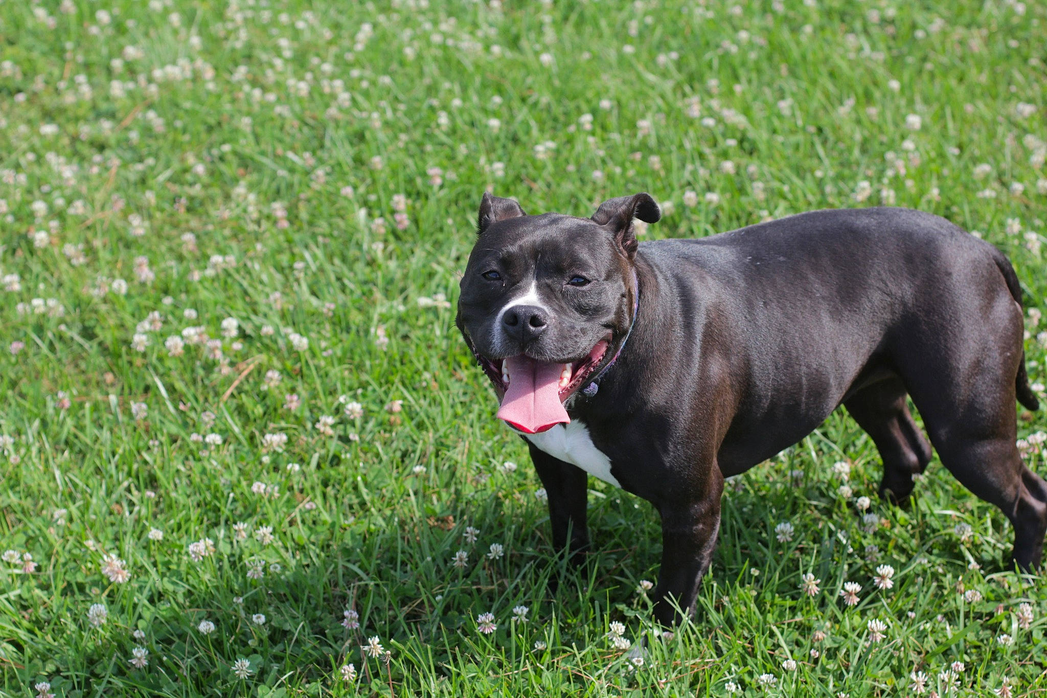 Luna joined the competition — help win amazing prizes! canidae, carnivore, collar, companion_dog, dog, dog_breed, dog_collar, dog_supply, fawn, flower, grass, grassland, groundcover, guard_dog, herbaceous_plant, leash, plant, snout, tail, working_animal