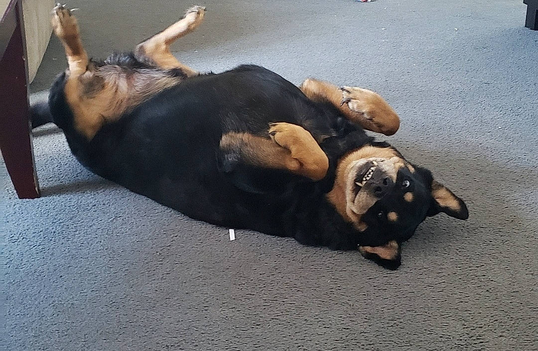 Marel is registered to the contest to win money with this photo: asphalt, canidae, carnivore, comfort, companion_dog, dog, dog_breed, fawn, flooring, foot, fur, human_leg, knee, paw, road_surface, snout, sporting_group, tail, thigh, working_animal