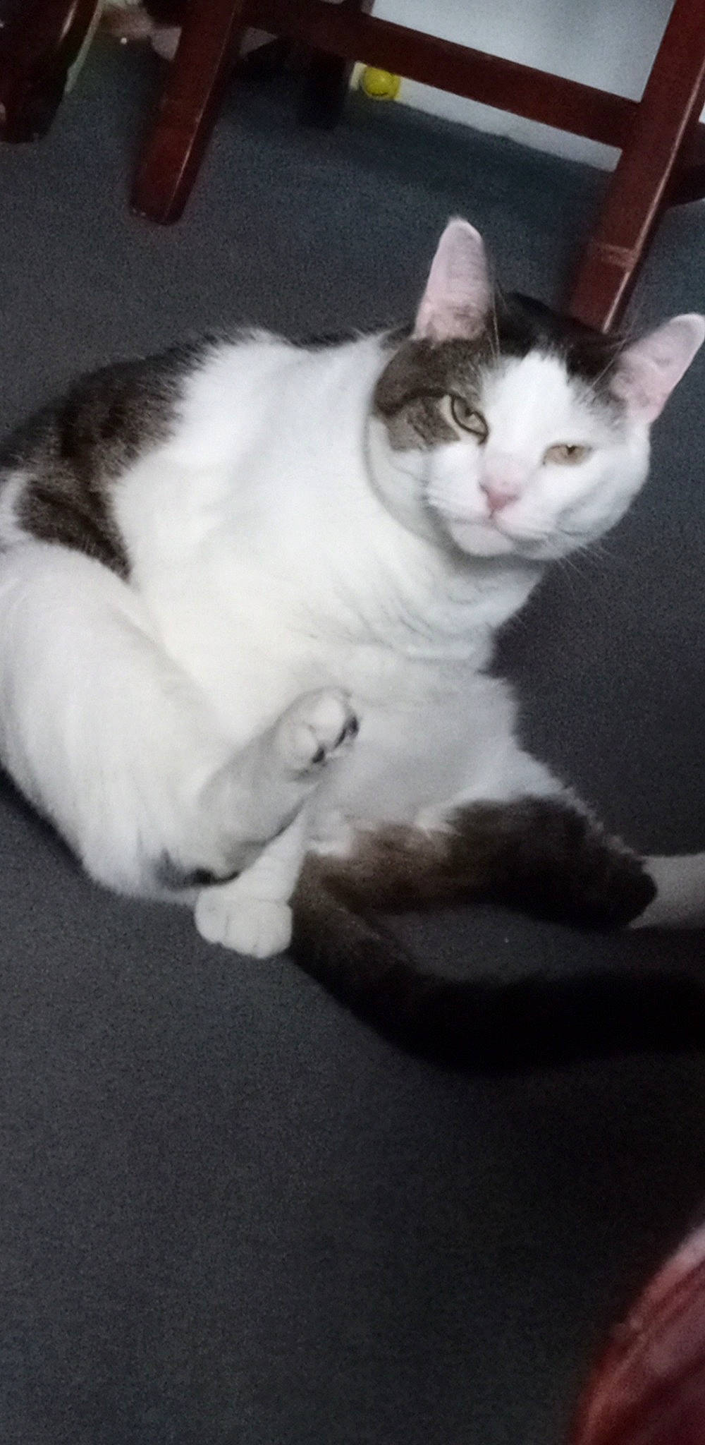 Benjamin joined the competition — help win amazing prizes! carnivore, cat, comfort, domestic_short_haired_cat, eye, felidae, foot, fur, paw, sitting, small_to_medium_sized_cats, snout, tail, whiskers