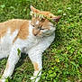 animal, cat, closeup, cute, flora, flower_crown, grass, greenery, lying_down, mammal, nature, orange_and_white_cat, outdoor, peaceful, pet, relaxing, soft_fur, summer, sunlight, whiskers