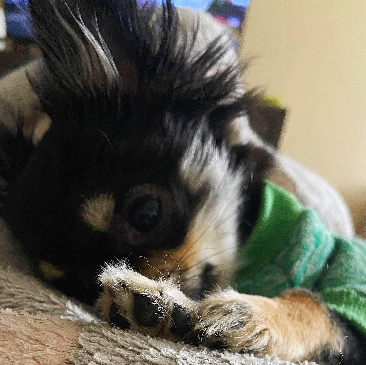 Sir Miles Alexander joined the competition — help win amazing prizes! canidae, carnivore, cat, claw, comfort, companion_dog, dog_breed, felidae, fur, nap, paw, small_to_medium_sized_cats, snout, sporting_group, tail, terrestrial_animal, whiskers, wildlife