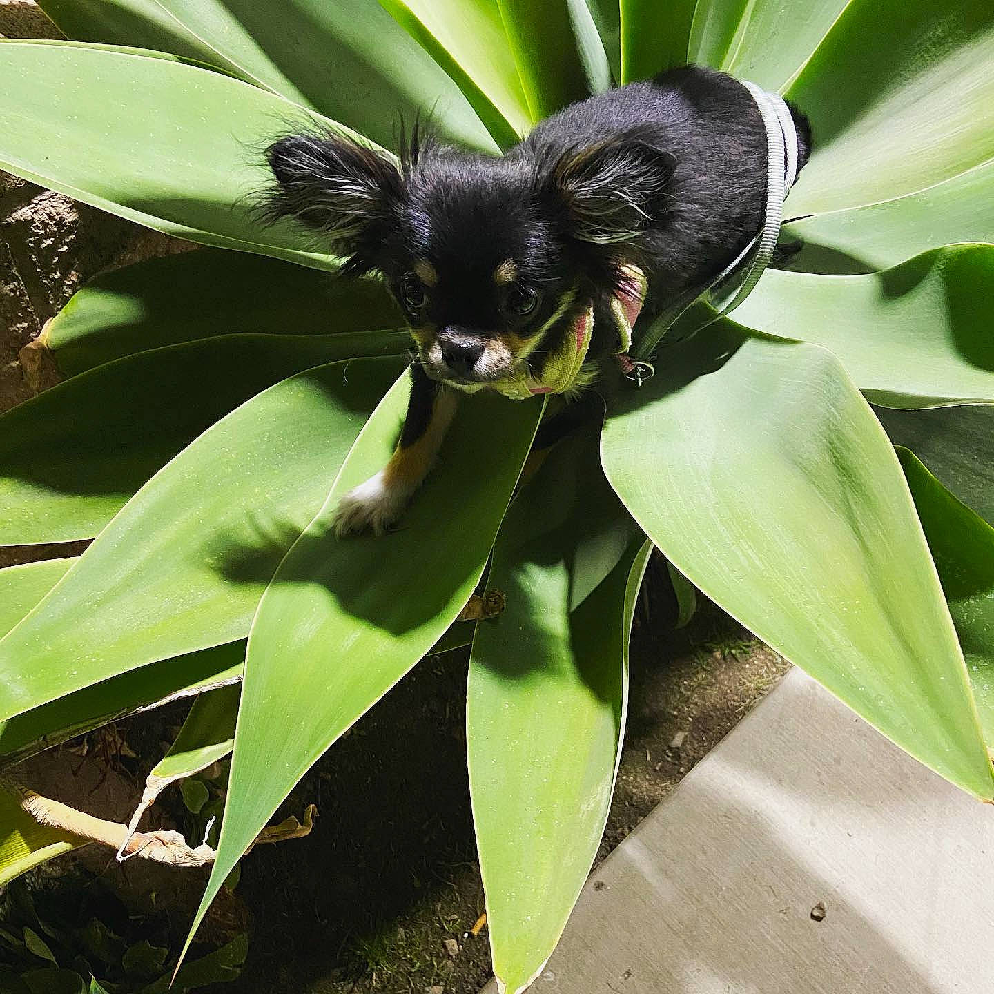 Sir Miles Alexander joined the competition — help win amazing prizes! arthropod, flower, flowering_plant, fly, grass, herbaceous_plant, insect, invertebrate, leaf, membrane_winged_insect, perennial_plant, pest, petal, plant, plant_stem, pollen, pollinator, terrestrial_animal, terrestrial_plant, wing