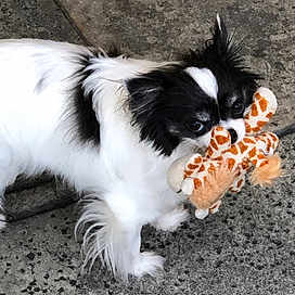 Eden joined the competition — help win amazing prizes! canidae, carnivore, chinese_imperial_dog, companion_dog, dog, dog_breed, japanese_chin, mammal, papillon, phalene, puppy, snout, sporting_group, toy_dog