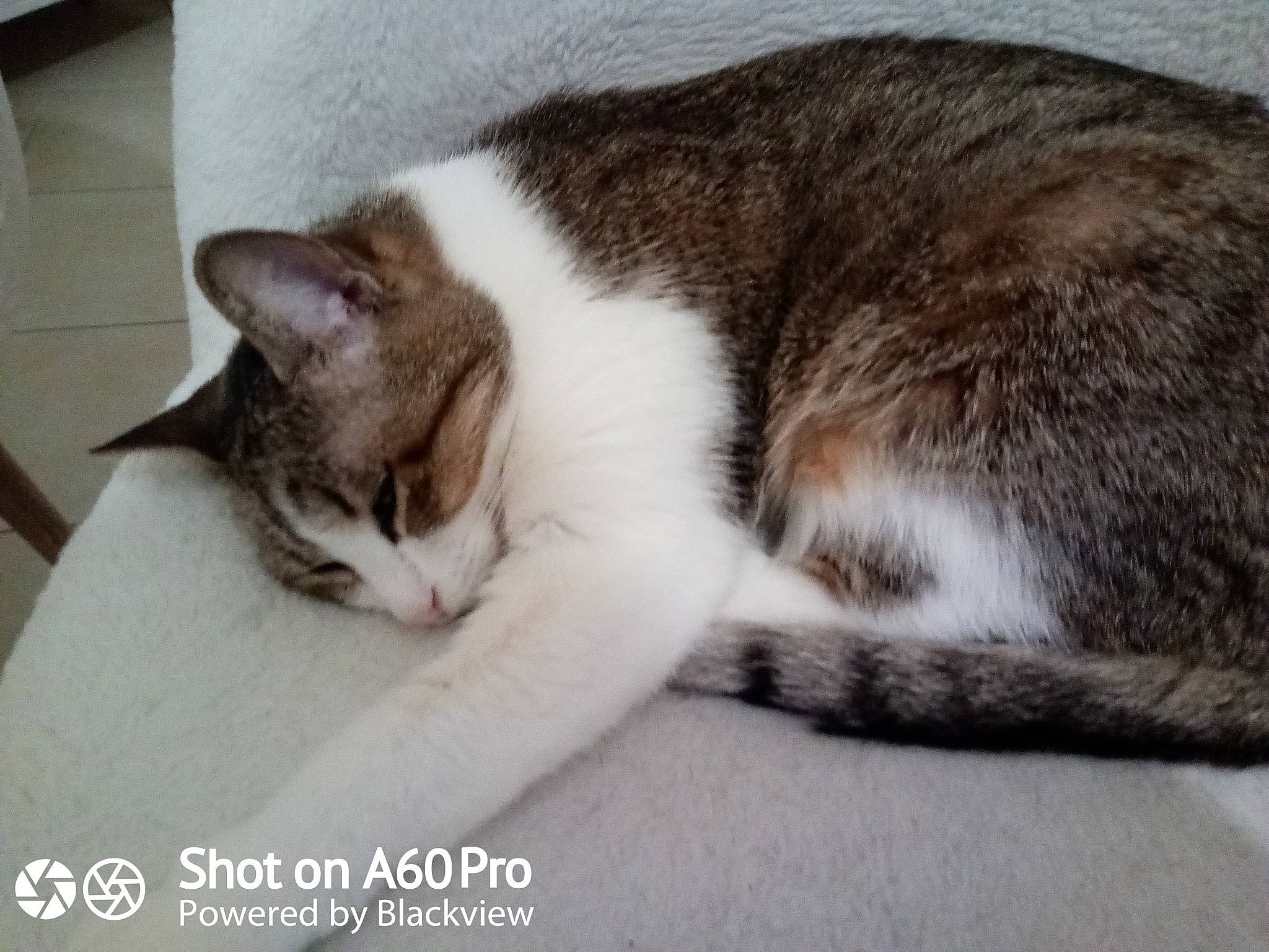 Galiane participe au concours pour gagner de l'argent avec cette photo : carnivore, cat, comfort, domestic_short_haired_cat, felidae, fur, paw, small_to_medium_sized_cats, snout, tail, whiskers