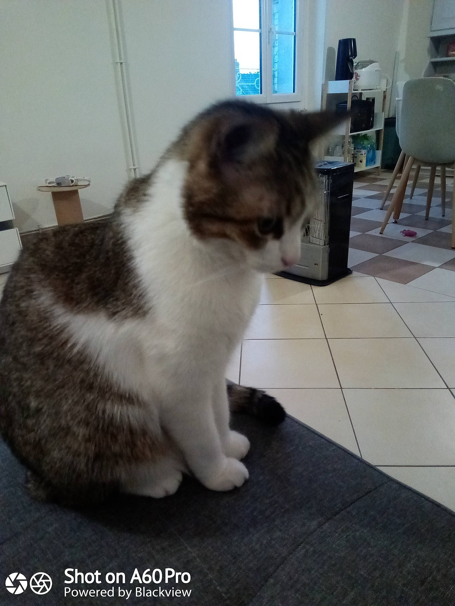 Galiane participe au concours pour gagner de l'argent avec cette photo : carnivore, cat, chair, domestic_short_haired_cat, felidae, floor, flooring, fur, hardwood, paw, pet_supply, small_to_medium_sized_cats, snout, tail, terrestrial_animal, whiskers, window