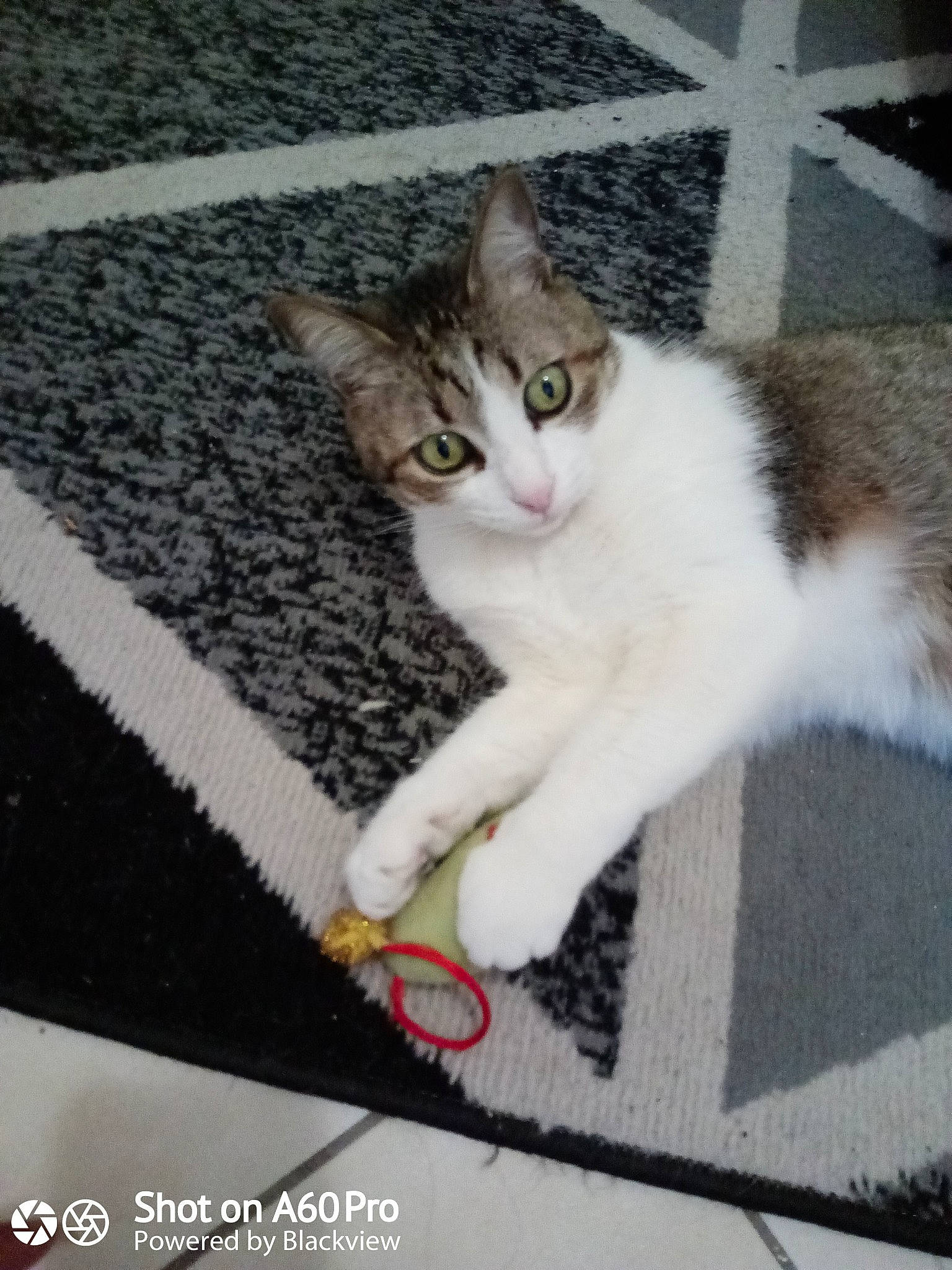 Galiane a rejoint le concours — aidez-le/la à gagner de superbes lots ! asphalt, carnivore, cat, claw, domestic_short_haired_cat, felidae, flooring, foot, fur, paw, road_surface, small_to_medium_sized_cats, snout, tail, whiskers