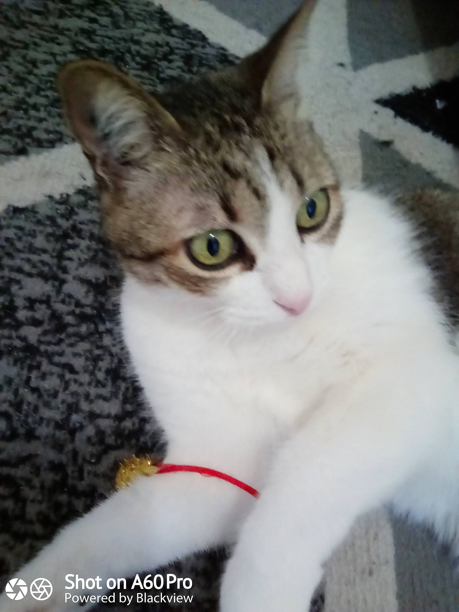 Galiane participe au concours pour gagner de l'argent avec cette photo : carnivore, cat, collar, domestic_short_haired_cat, door, felidae, fur, paw, small_to_medium_sized_cats, snout, tail, whiskers