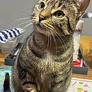 Duchesse a rejoint le concours — aidez-le/la à gagner de superbes lots ! animal, cat, close_up, cozy, curious, cute, domestic_animal, feline, green_eyes, household_items, indoor, looking_up, mammal, pet, portrait, sitting, striped_fur, tabby_cat, table, whiskers