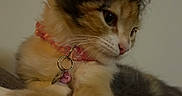 Tini is registered to the contest to win money with this photo: cat, kitten, calico, fluffy, feline, collar, pet_tag, indoor, couch, furniture, seated, lying_down, fur, whiskers, ears, eyes, pink_collar, portrait, adorable, home