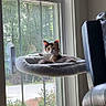 Tini is registered to the contest to win money with this photo: cat, kitten, window, window_perch, indoor, home, pet, feline, lying_down, relaxed, looking_at_camera, tabby, white_fur, brown_fur, gray_fur, plush_bed, chair, cushion, daylight, outdoor_view
