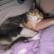Tini is registered to the contest to win money with this photo: cat, calico_cat, sleeping, fluffy, furry, pet, animal, indoors, bed, blanket, purple_blanket, human_arm, cozy, nap, relaxed, closed_eyes, pink_nose, remote_control, bedroom, portrait