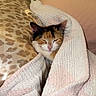 Tini joined the competition — help win amazing prizes! cat, calico_cat, sleeping, sleepy, blanket, wrapped, burrito_cat, bed, pillow, leopard_print, bedroom, indoor, cozy, cute, pet, animal, close_up, portrait, funny, text_overlay