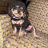 Stella Jane joined the competition — help win amazing prizes! dog, poodle_mix, curly_fur, small_dog, sitting, chair, indoors, pet, collar, necklace, pearl_necklace, black_fur, brown_fur, floppy_ears, portrait, flash_photography, furniture, camouflage_pattern, living_room, cute