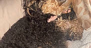 Stella Jane is registered to the contest to win money with this photo: dogs, puppies, curly_hair, black_dog, brown_dog, sleeping, cuddling, bed, blanket, pillow, indoor, pet, canine, fluffy, long_ears, collar, snuggling, cozy, portrait, home