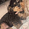 dogs, puppies, curly_hair, black_dog, brown_dog, sleeping, cuddling, bed, blanket, pillow, indoor, pet, canine, fluffy, long_ears, collar, snuggling, cozy, portrait, home
