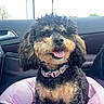 Stella Jane is registered to the contest to win money with this photo: dog, puppy, curly_fur, black_and_tan, happy, smiling, tongue_out, sitting, pet, collar, car, vehicle_interior, passenger_seat, pink_blanket, outdoor, daylight, portrait, closeup, companion_animal, photography