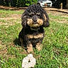 dog, curly_fur, black_and_tan, sitting, grass, outdoors, yard, garden, toy, scrunchie, pet, collar, floppy_ears, animal_portrait, sunlight, carport, cars, house, greenery, caption