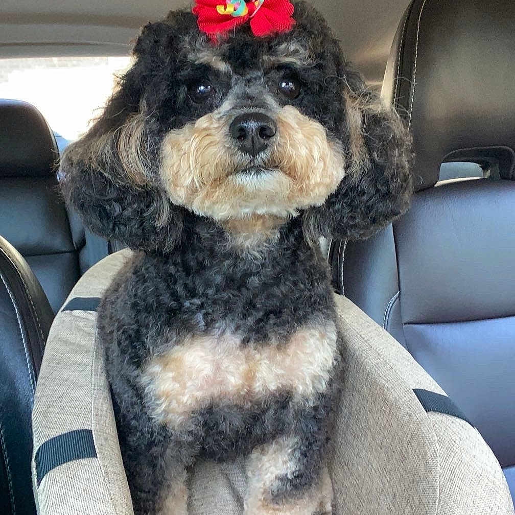 Stella Jane joined the competition — help win amazing prizes! dog, poodle_mix, curly_fur, black_fur, tan_fur, red_bow, car, car_seat, pet_carrier, seated, front_view, portrait, cute, fluffy, groomed, indoors, vehicle, backseat, companion_animal, photography