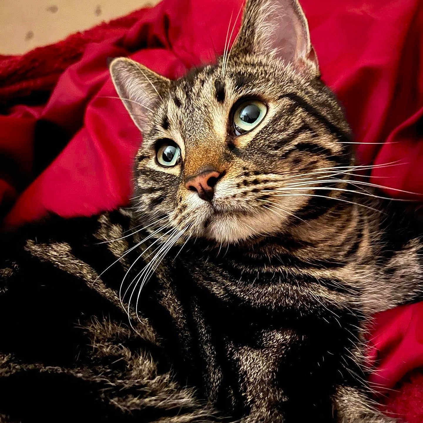 Almonzo is registered to the contest to win money with this photo: animal, blanket, cat, close_up, curious, cute, domestic_cat, feline, fur, green_eyes, indoor, mammal, pet, portrait, red, relaxed, resting, striped, tabby, whiskers