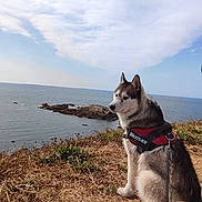 Venom a rejoint le concours — aidez-le/la à gagner de superbes lots ! dog, siberian_husky, pet, sitting, coastline, ocean, sea, cliff, grass, shoreline, island, sky, clouds, outdoors, nature, landscape, harness, leash, black_and_white_fur, seaside