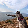 dog, siberian_husky, pet, sitting, coastline, ocean, sea, cliff, grass, shoreline, island, sky, clouds, outdoors, nature, landscape, harness, leash, black_and_white_fur, seaside
