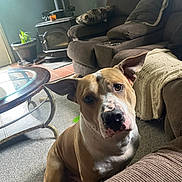 Charlie is registered to the contest to win money with this photo: animal, blanket, brown, carpet, close_up, coffee_table, couch, cozy, curious, dog, ears_up, floor, furniture, indoor, living_room, pet, potted_plant, seated, white, wood_stove