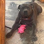 Doc is registered to the contest to win money with this photo: dog, pit_bull, brown_dog, lying_down, sitting, pet, collar, leash, toy, pig_toy, indoor, doorway, wood, floor, concrete, portrait, front_view, large_dog, animal, home