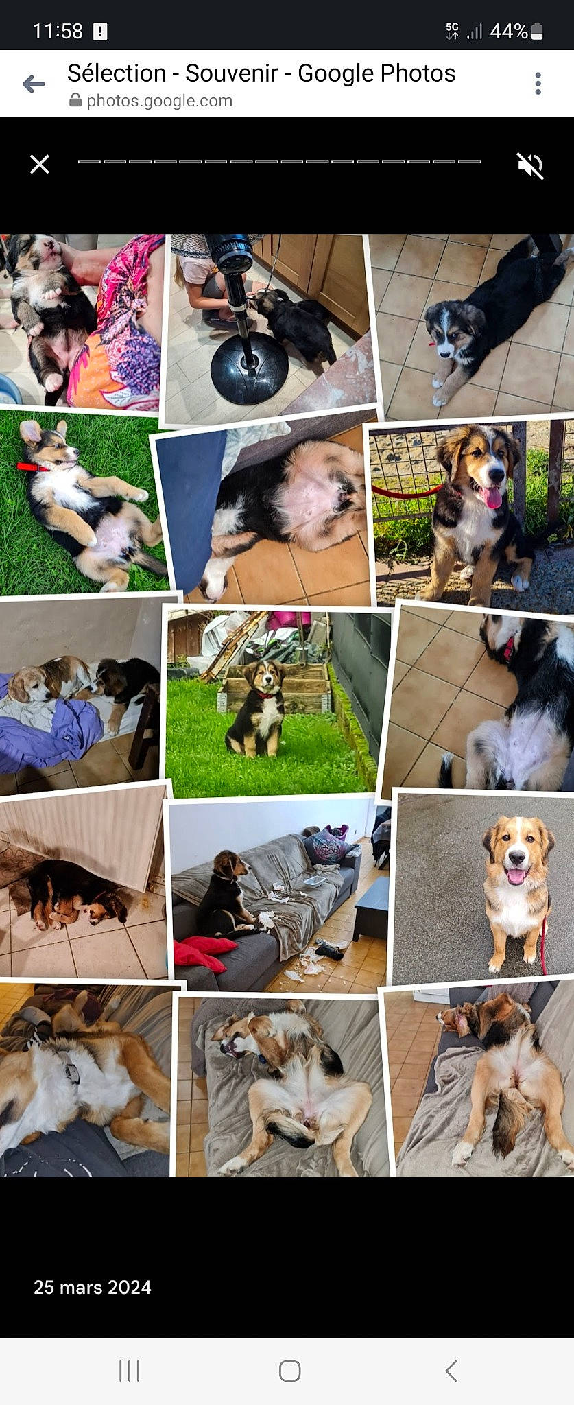 Stella participe au concours pour gagner de l'argent avec cette photo : art, carnivore, collage, collar, companion_dog, dog, dog_breed, dog_collar, fawn, grass, green, landscape, mammal, photograph, plant, recreation, snapshot, stock_photography, vertebrate, working_animal