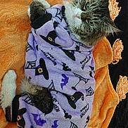 Hennessy joined the competition — help win amazing prizes! cat, tabby_cat, pet, animal, orange_blanket, purple_clothing, halloween_theme, witch_hat_pattern, bat_pattern, spider_web_pattern, indoor, cozy, cute, feline, relaxed, fur, portrait, laying_down, costume, holiday