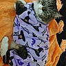 cat, tabby_cat, pet, animal, orange_blanket, purple_clothing, halloween_theme, witch_hat_pattern, bat_pattern, spider_web_pattern, indoor, cozy, cute, feline, relaxed, fur, portrait, laying_down, costume, holiday