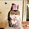 cat, crown, bow_tie, pet, indoor, feline, animal, fur, cute, fluffy, domestic, cozy, living_room, blanket, portrait, sitting, cute_pet, house, furniture, adorable