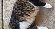 Hennessy is registered to the contest to win money with this photo: cat, feline, pet, animal, fluffy, collar, pink_collar, tongue_out, concrete, outdoor, paw, fur, tabby, white_paws, tail, texture, playful, cute, lying_down, resting