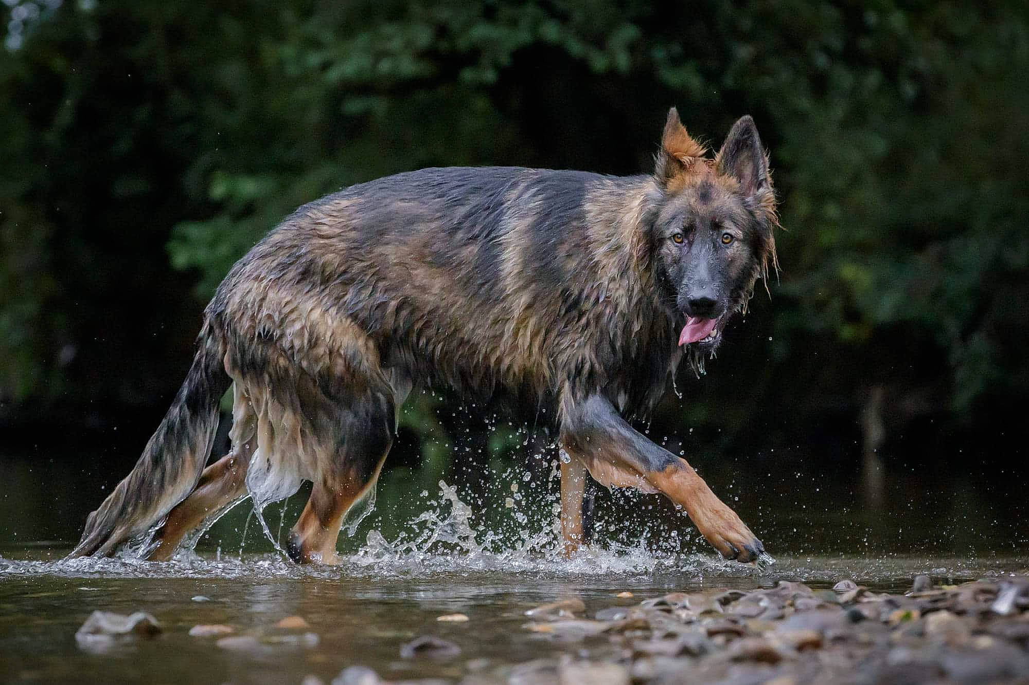 Quezac a rejoint le concours — aidez-le/la à gagner de superbes lots ! canidae, canis, carnivore, dog_breed, fang, lake, snout, sporting_group, tail, terrestrial_animal, water, wolf