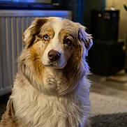 Olia participe au concours pour gagner de l'argent avec cette photo : dog, australian_shepherd, heterochromia, indoor, pet, fluffy, fur, portrait, animal, canine, blue_eye, brown_eye, seated, looking_away, cozy, warm_lighting, carpet, radiator, window, home