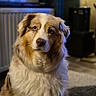 dog, australian_shepherd, heterochromia, indoor, pet, fluffy, fur, portrait, animal, canine, blue_eye, brown_eye, seated, looking_away, cozy, warm_lighting, carpet, radiator, window, home
