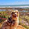 Olia participe au concours pour gagner de l'argent avec cette photo : dog, canine, pet, outdoor, nature, beach, sand, rocks, sea, sky, sunny, harness, pink, happy, tongue_out, fluffy, sitting, landscape, greenery, daytime