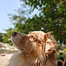 Olia participe au concours pour gagner de l'argent avec cette photo : dog, golden_retriever, fluffy_fur, profile_view, outdoor, sunlight, nature, trees, greenery, sky, pet, animal, canine, portrait, closeup, calm, peaceful, daytime, background_blur, fur