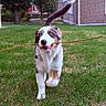 Blue a rejoint le concours — aidez-le/la à gagner de superbes lots ! australian_shepherd, blue_eyes, brick_building, dog, fur, garden, grass, house, lawn, open_mouth, outdoor, playing, portrait, puppy, stick, suburban, tail, tree, walking, white_and_brown
